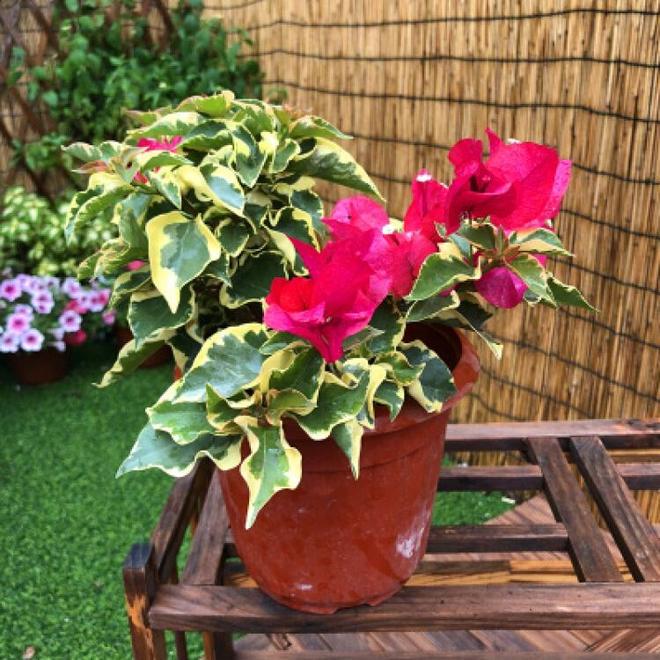 金边变色龙三角梅：花叶共舞的双面美人养前必看的优缺点指南